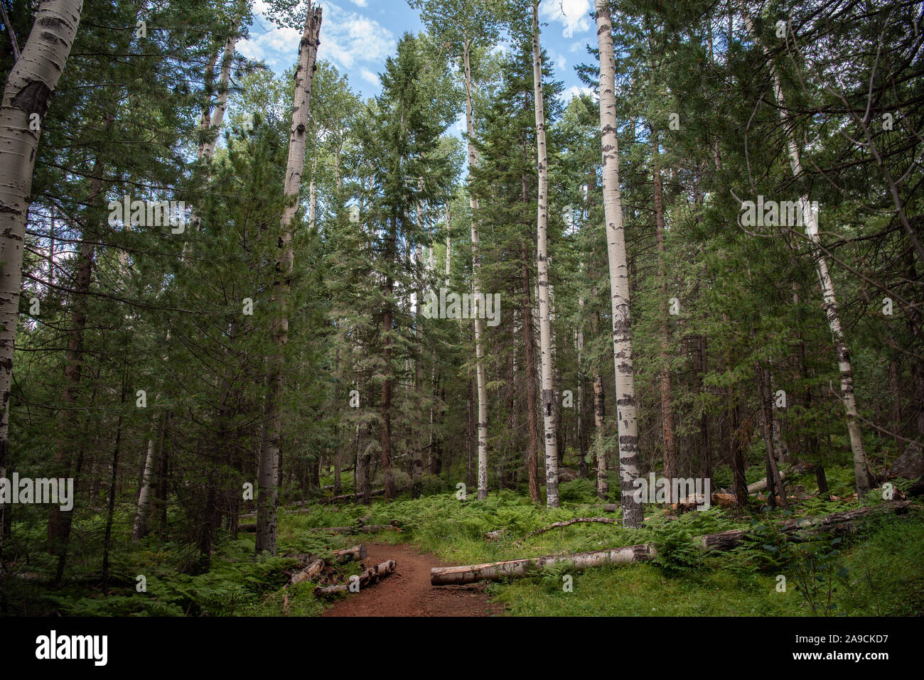 Belle Nature Tremble Banque D'Images