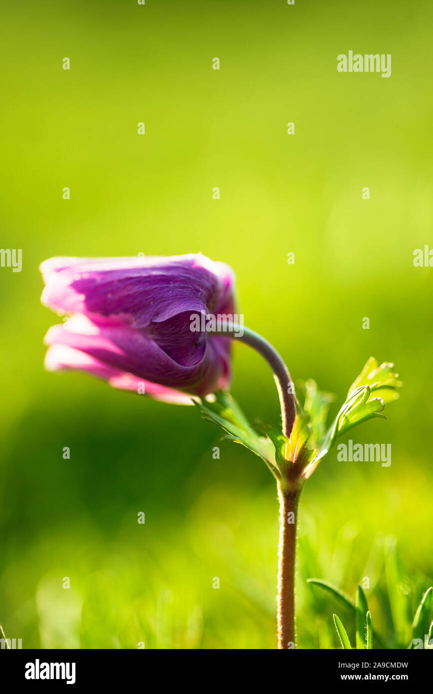 Gros plan d'une seule couleur violette fleurs tulipes. dans la saison du printemps. Banque D'Images