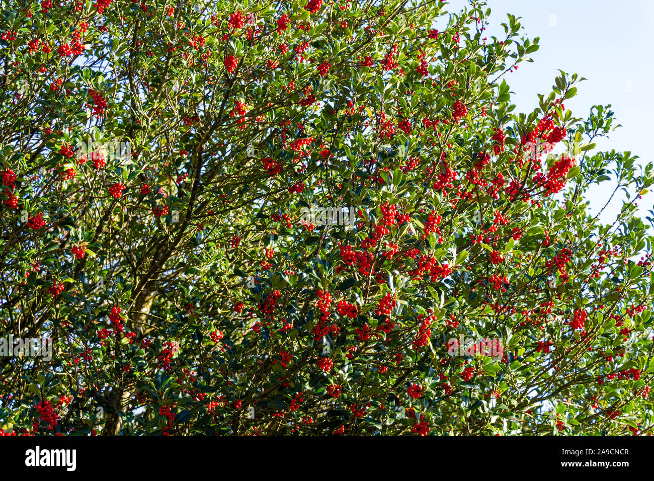 Houx Ilex aquifolium baies de houx complet utilisé pour la décoration de Noël Banque D'Images