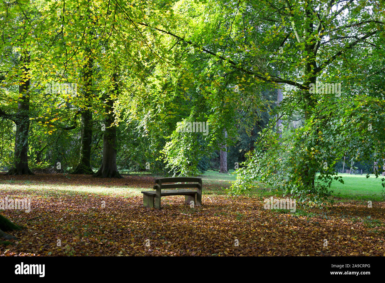 Couleurs d'automne à l'Arboretum National de Westonbirt, Gloucestershire, Angleterre, Banque D'Images