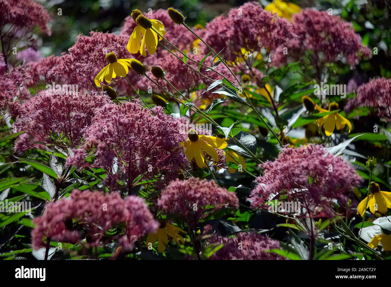 Eupatorium maculatum atropurpureum (Groupe) 'Riesenschirm' AGM avec Rudbeckia laciniata 'Herbstsonne' AGA à début Septembre Banque D'Images