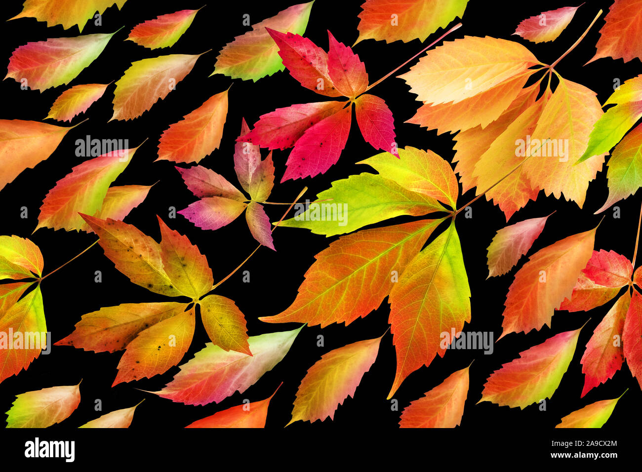 Automne décoration laisse Banque D'Images