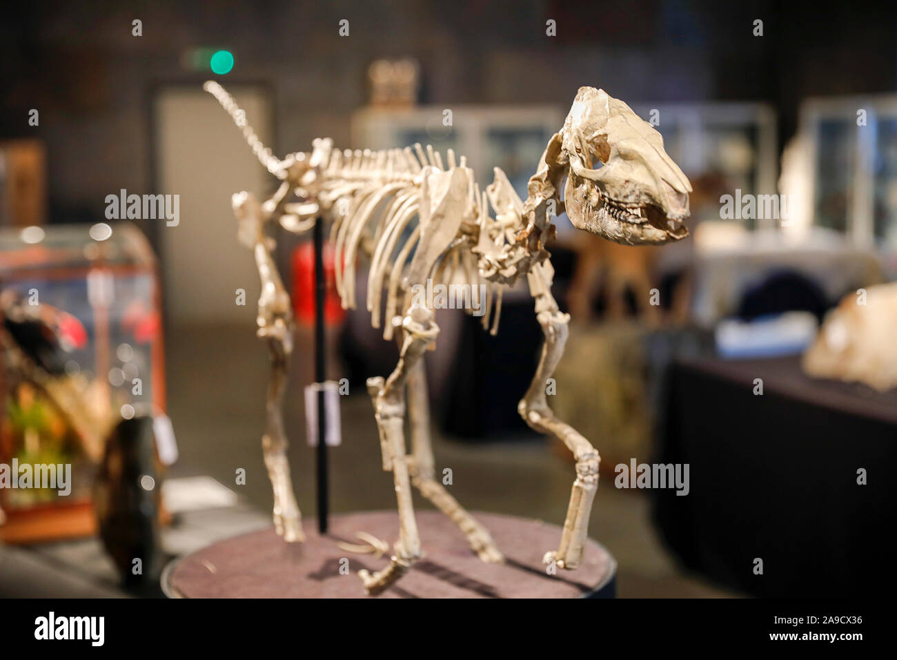 Stane Street, Ardenne. 14 novembre 2019. Un ensemble de très rares artefacts pour vente à la place de l'été, les ventes aux enchères en Ardenne à West Sussex, dans le cadre de leur 'évolution' collection. Un squelette fossilisé Mesohippus rare de Dakota du Sud. Le modèle remonte au début de la période de l'Éocène et on s'attend à récupérer entre £8000 et £12000 lors de l'adjudication. Credit : james jagger/Alamy Live News Banque D'Images