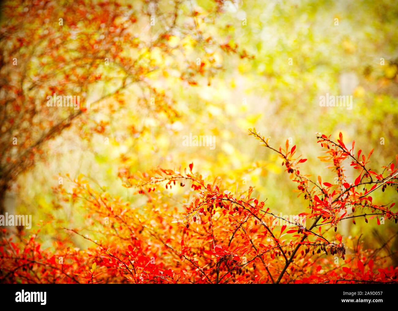 Paysage d'automne arrière-plan. La couleur dans la nature. Banque D'Images