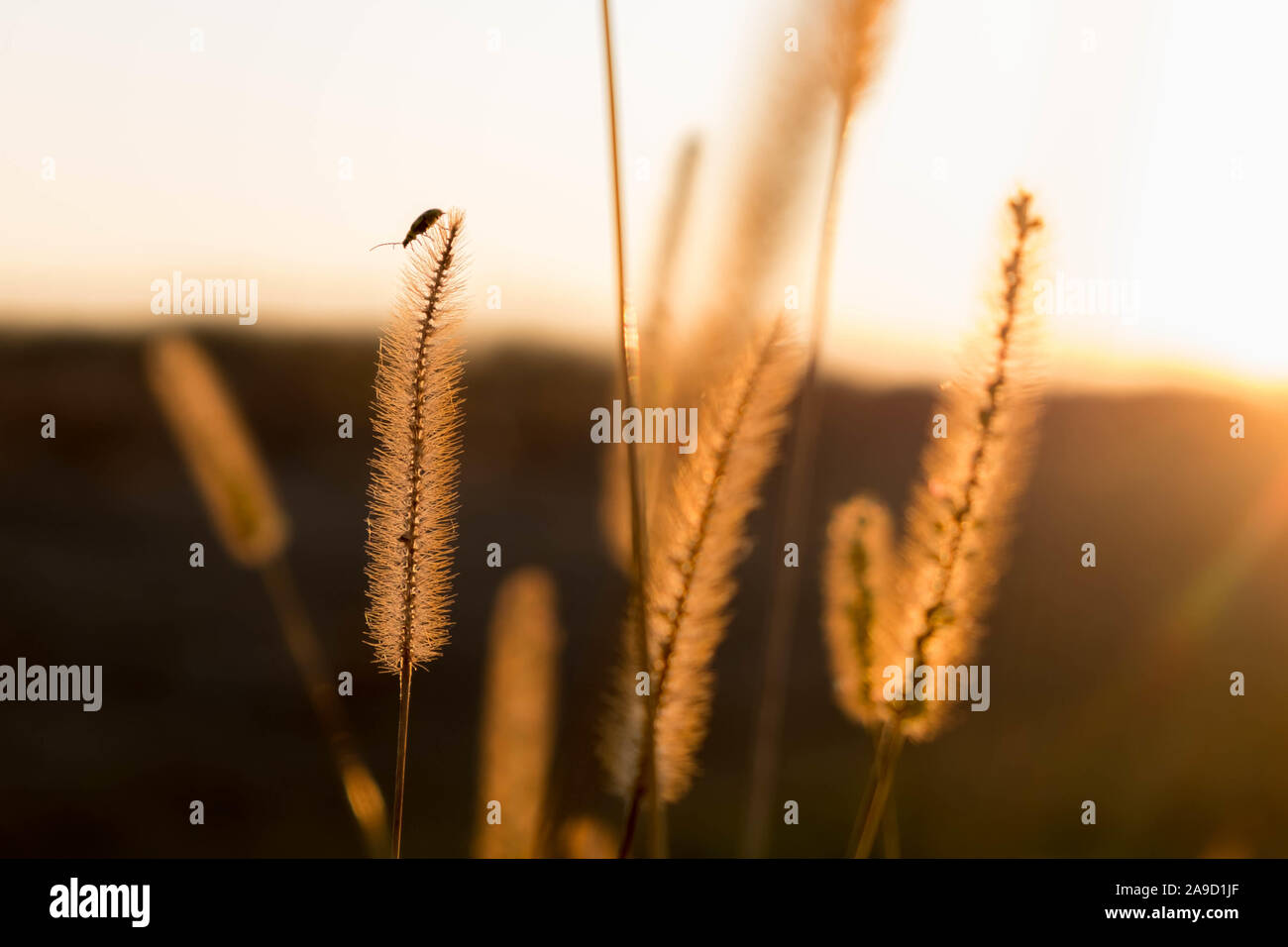 Le soleil qui illumine l'inflorescence floues, avec un aperçu du concombre sur un conseil. Couleurs d'automne. Banque D'Images