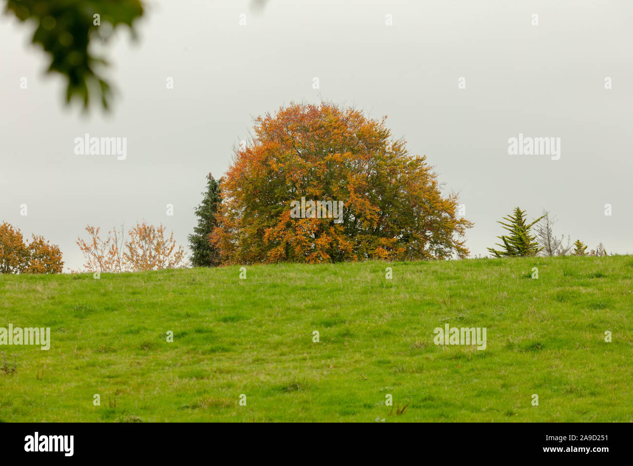 Grand Chêne brun-jaune avec des feuilles automne couleur vu ensemble dans un champ à partir de la lisière d'une forêt en Angleterre, Royaume-Uni. Banque D'Images