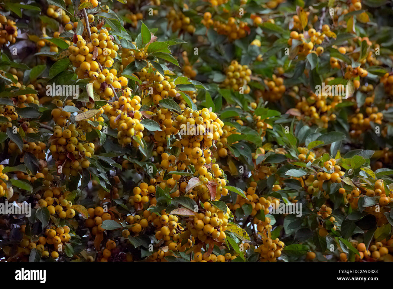 Malus x zumi 'Golden Hornet' à la fin septembre Banque D'Images