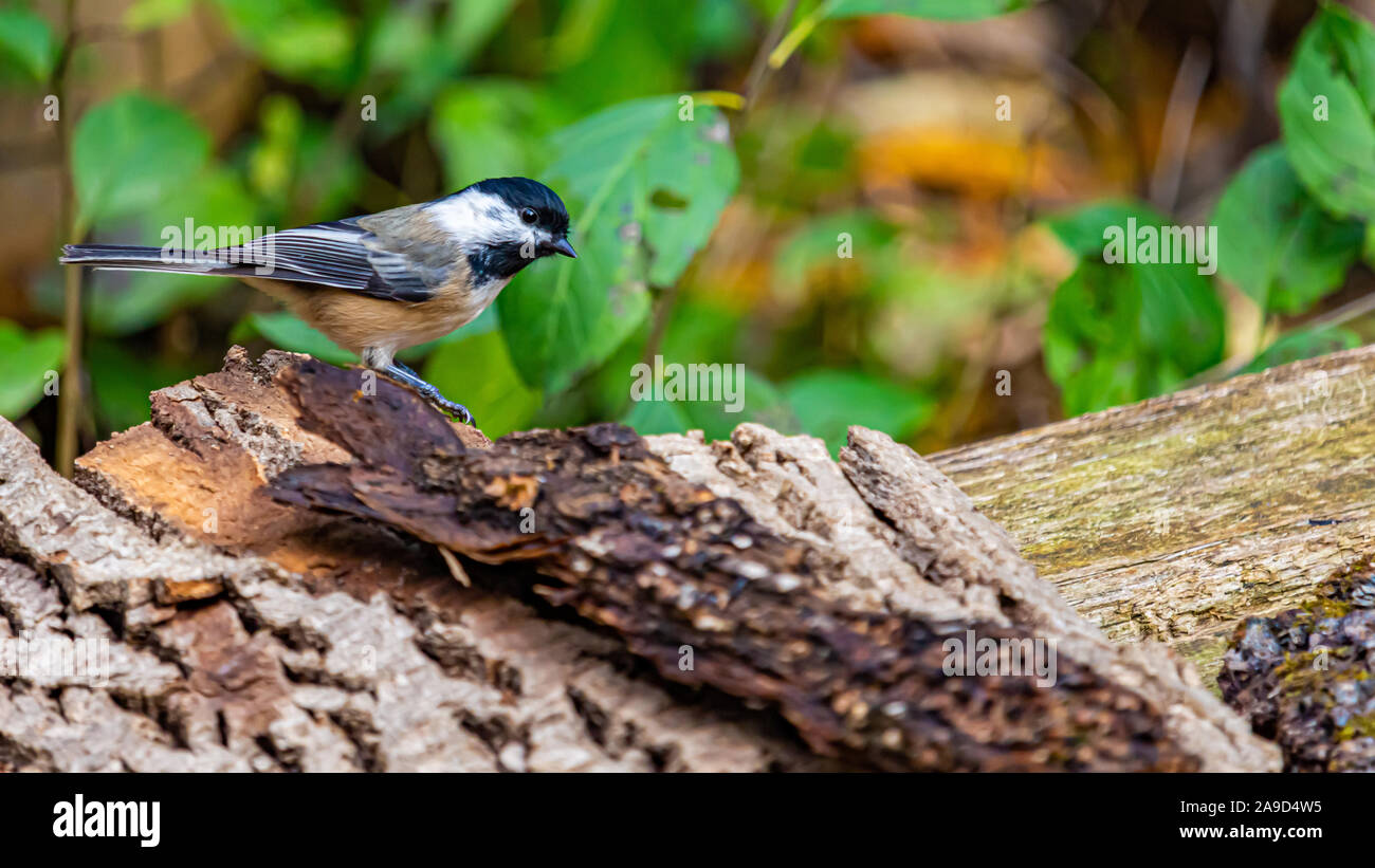 Un chickadee est debout sur l'écorce d'un arbre tombé, sur le bord d'un banc en bois. La longueur de son corps est considéré, avec son profil, qu'il en a l'air Banque D'Images