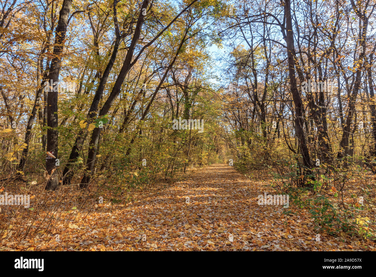 Forêt d'automne dans le Parc Naturel de Comana, Roumanie Banque D'Images