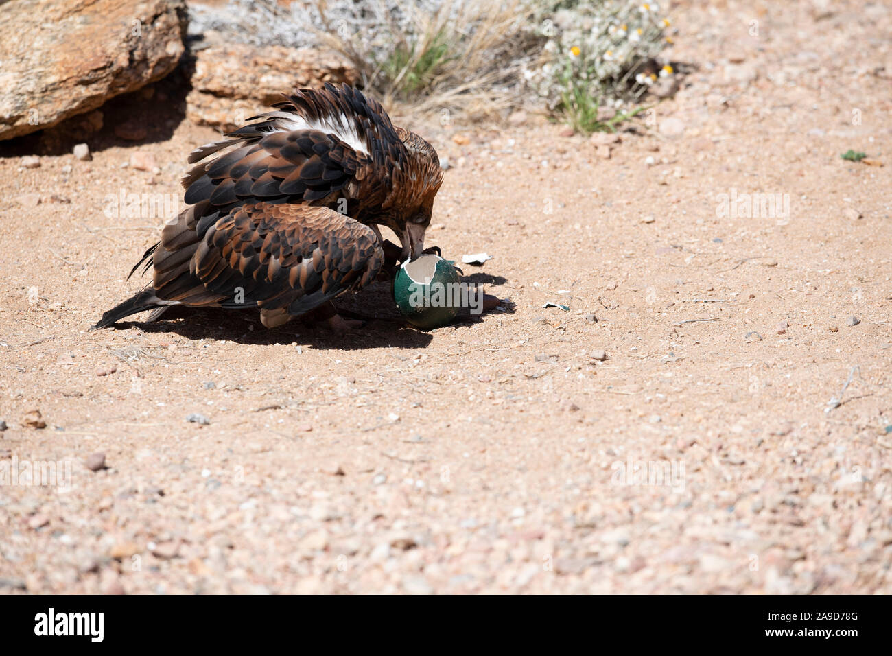 Un aigle australien prend la fuite d'Alice Springs, Australie Banque D'Images