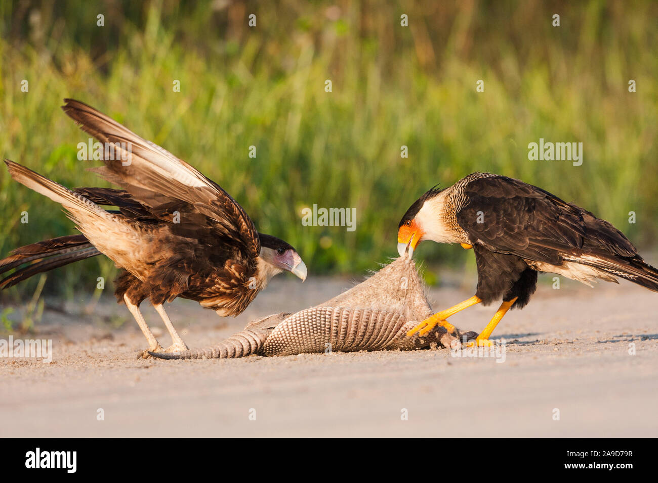 Deux Caracara huppé se disputent les restes d'un armadillo le long d'un chemin de terre en milieu rural en Floride. Banque D'Images