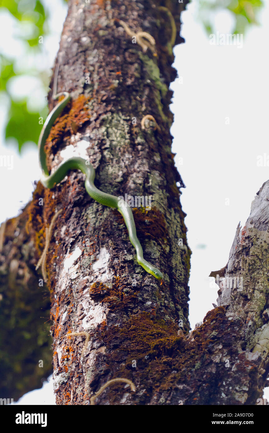 Green cat-eye snake escalade d'un arbre, Boiga cyanea, Doi Inthanon, Chiang Mai, Thaïlande Banque D'Images