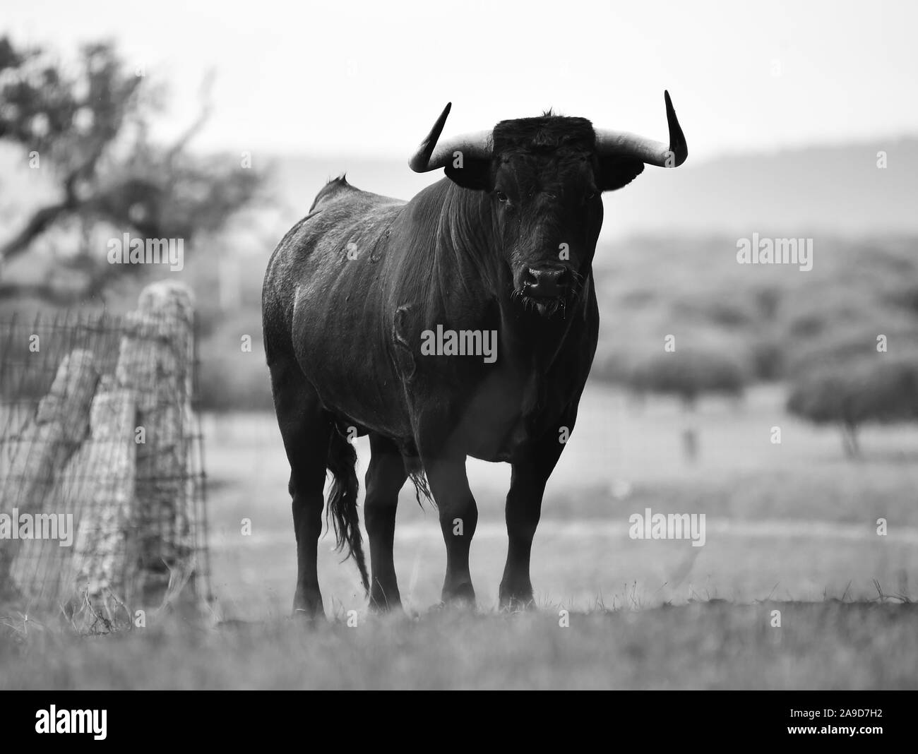 Bull en espagne avec grandes cornes Banque D'Images