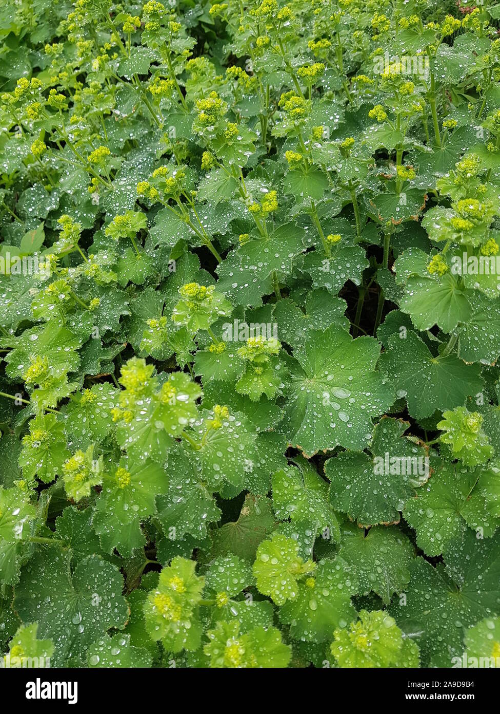 Alchémille avec gouttes de Banque D'Images