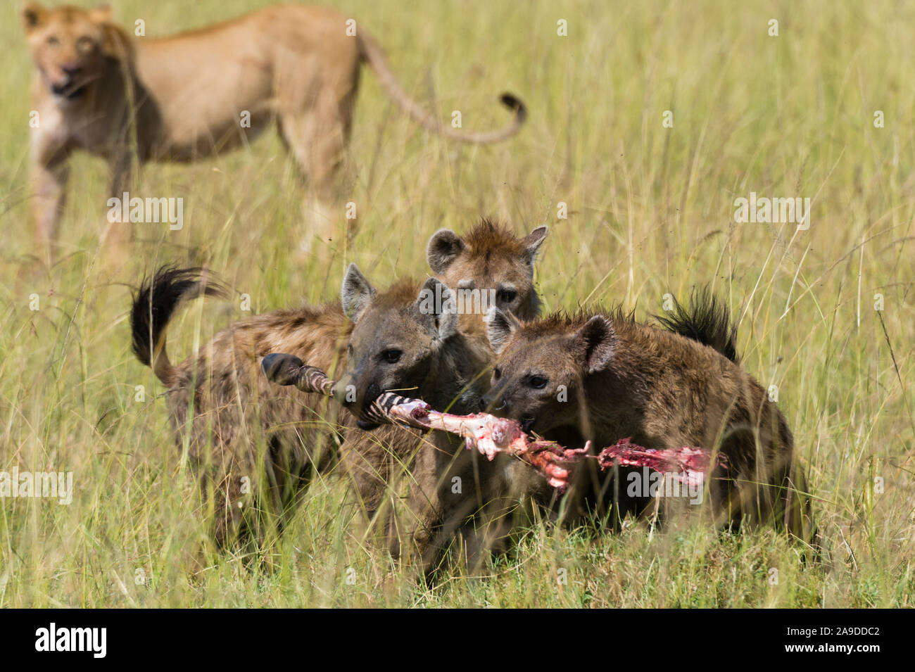 Les Lions , Panthera leo, et hyènes, Crocuta crocuta, Masai Mara, Kenya. Banque D'Images