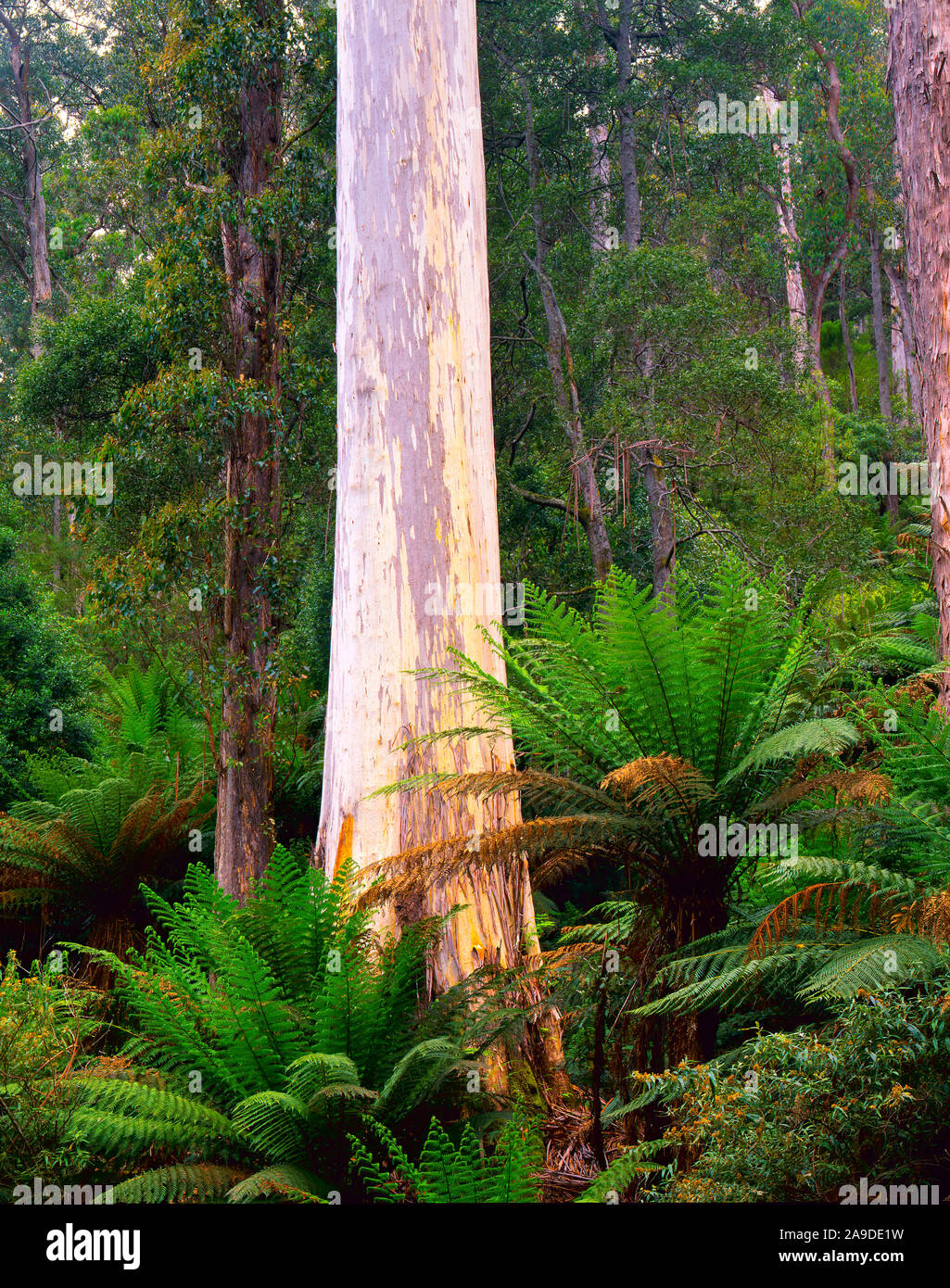 Lila blanc géant en forêt Evercreech Réserver, Tasmanie, Australie, Remnan forest enregistrés pour la gomme blanche énorme Banque D'Images