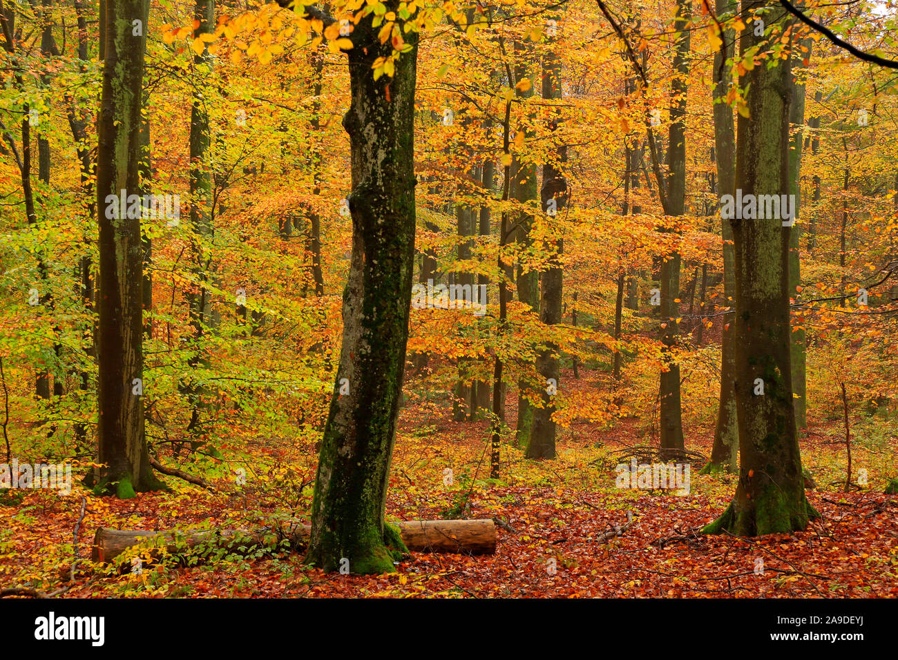 Forêt de hêtres en automne, Freudenburg dans Saarburg, Saargau, Rhénanie-Palatinat, Allemagne Banque D'Images