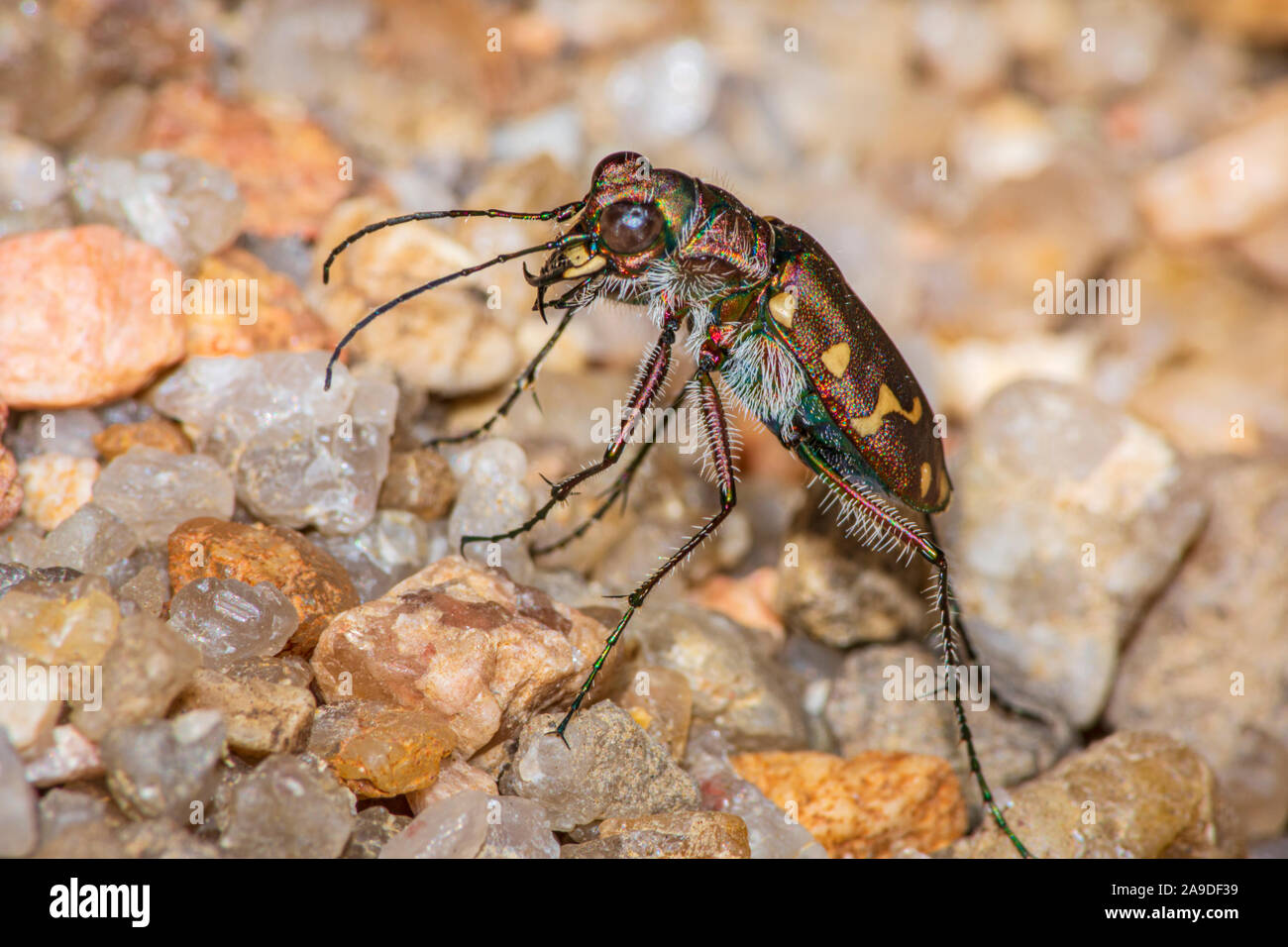 Repéré douze Tiger beetle (Cicindela duodecimguttata) chasse des proies dans la zone de sable près de East Plum Creek, Castle Rock Colorado nous. Photo prise en septembre. Banque D'Images