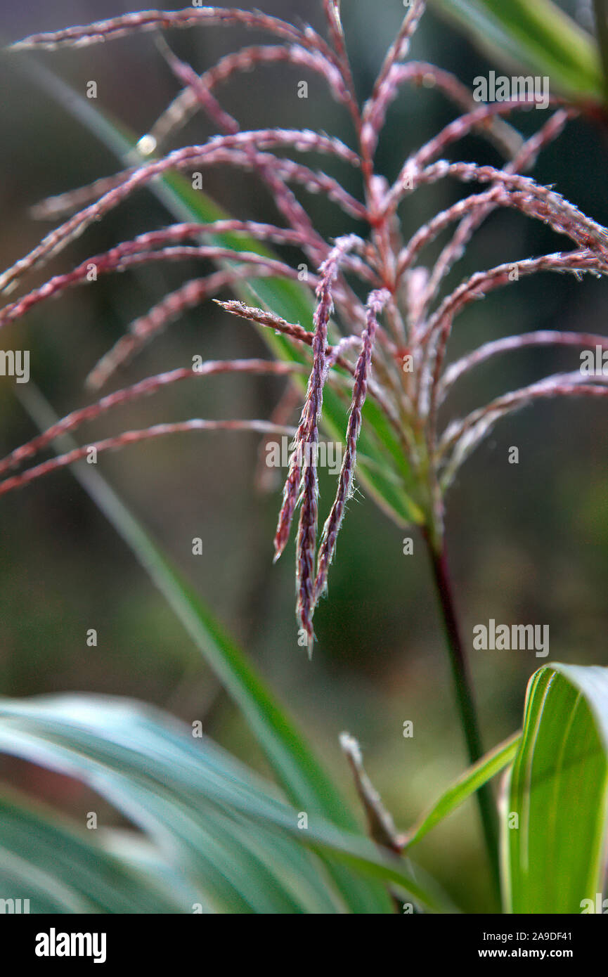 Miscanthus sinensis var. condensatus 'Cosmopolitan' (v) AGM avec une fleur dans la fin d'octobre Banque D'Images