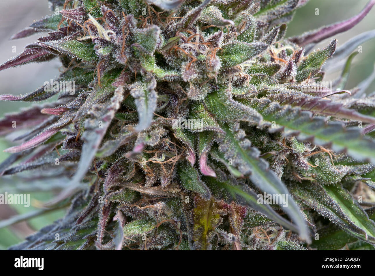 Chanvre biologique uver 'Haze' floraison, Cannabis sativa. Banque D'Images