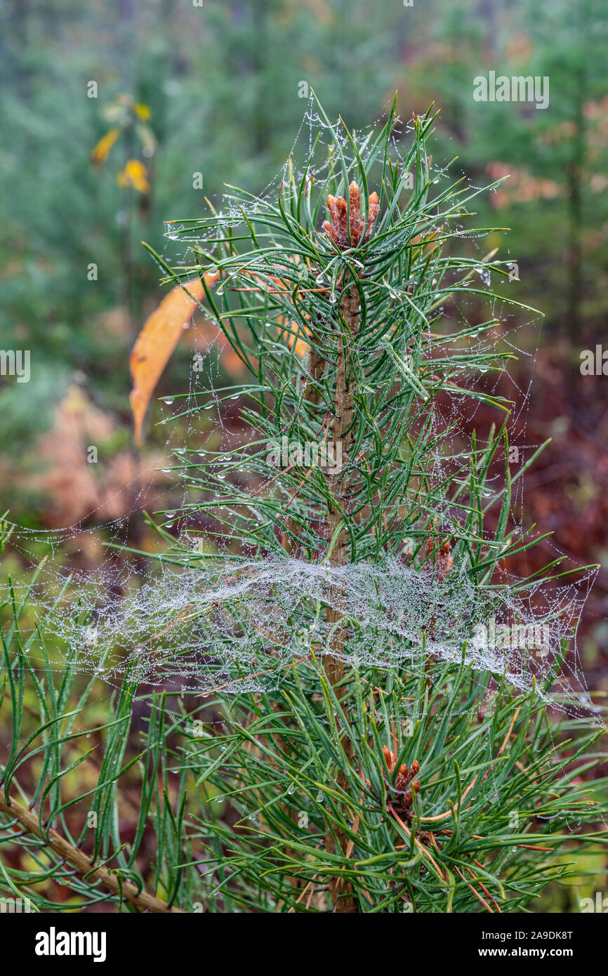 Le pin sylvestre (Pinus sylvestris) Spider web avec la rosée du matin Banque D'Images