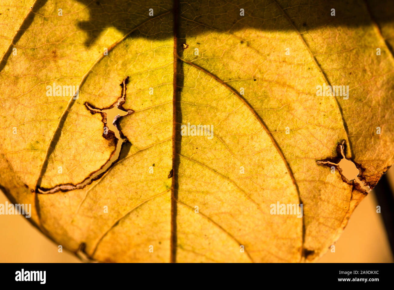 Des traces de manger dans des feuilles en forme de deux animaux Banque D'Images
