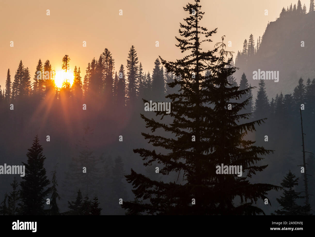 L'air rempli de fumée autour de Mount Rainier National Park en août 2018, Washington, USA. Banque D'Images