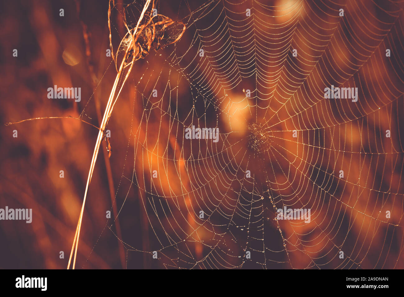 Une araignée sur un pré à l'automne, l'Été Indien Banque D'Images