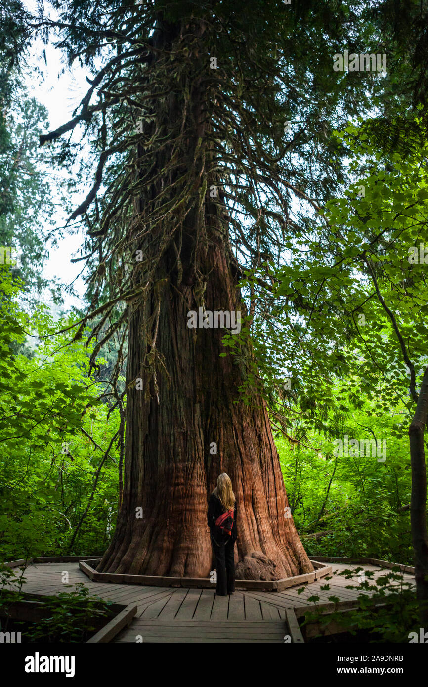 Une femme blonde avec son dos à la caméra à la recherche jusqu'à un grand cèdre dans le bosquet des patriarches à Mount Rainier National Park, Washington State Banque D'Images