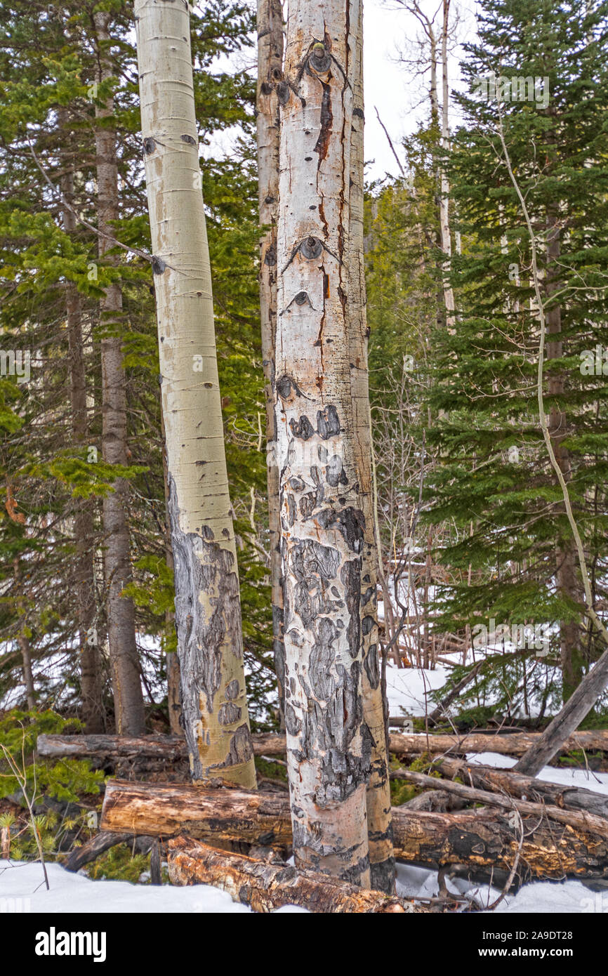 L'écorce des arbres Aspen Close up au début du printemps dans le Parc National des Montagnes Rocheuses au Colorado Banque D'Images