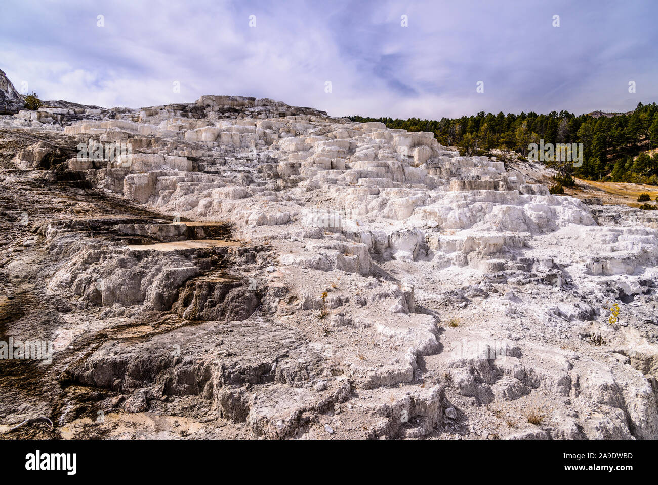USA, Wyoming, Yellowstone National Park, Mammoth Hot Springs, terrasse principale, Minerva Terrace Banque D'Images