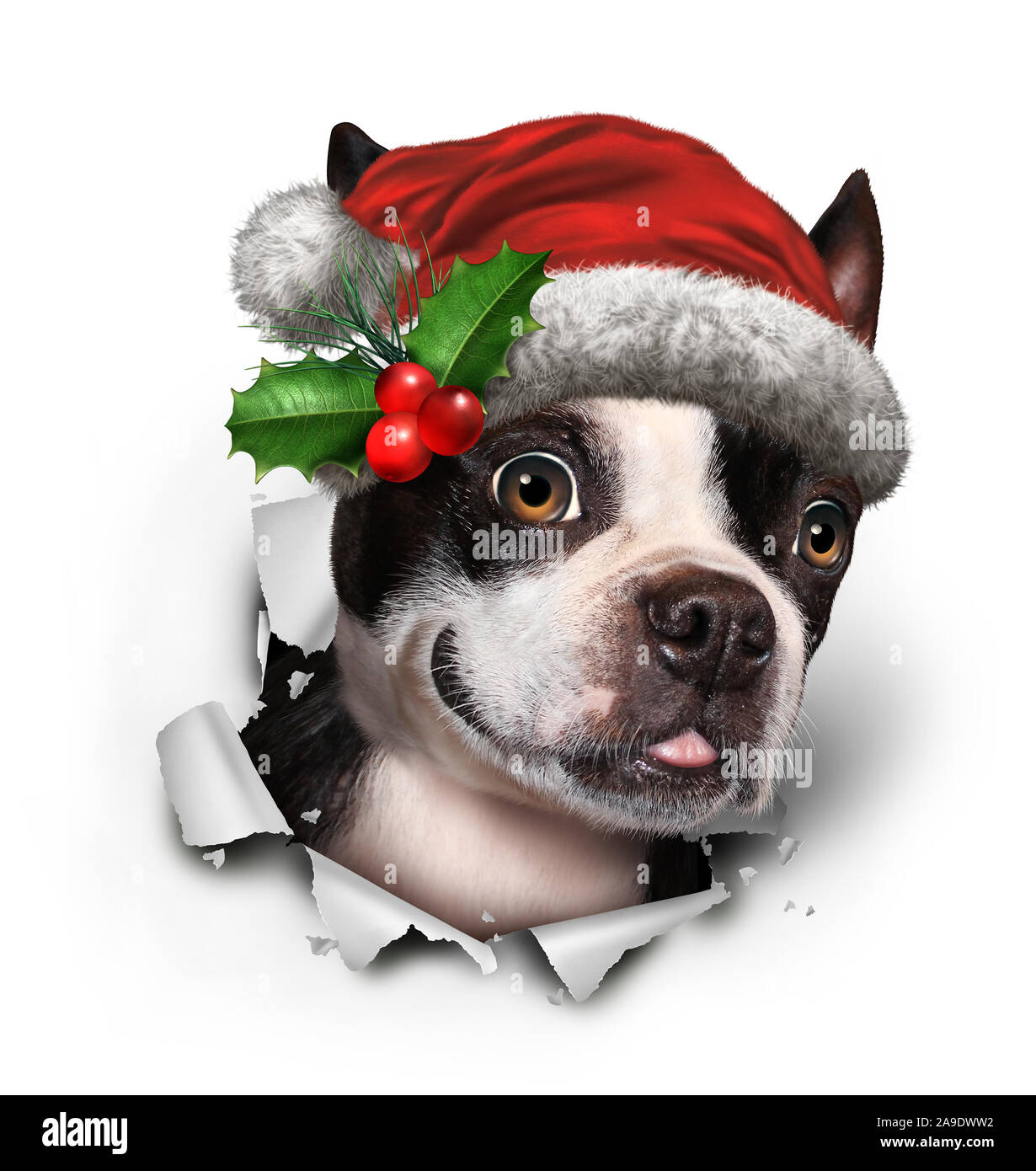 Maison de vacances il porte un chapeau de Noël rouge éclatant de papier comme une drôle de Boston Terrier avec 3D illustration éléments. Banque D'Images
