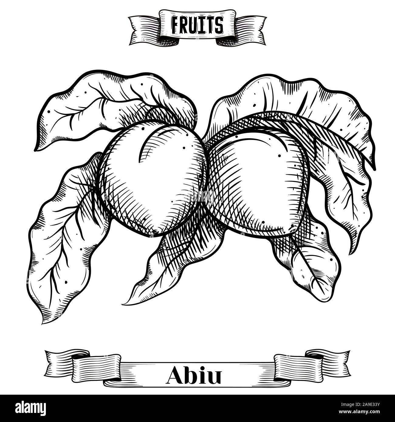 Chalk Vintage hand drawn vector illustration de fruits isolés. Pouteria caimito, Abiu. Jardin exotique et collection de produits pour la cuisine et restaurant Illustration de Vecteur