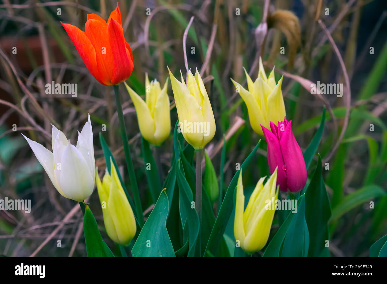 Lily fleur tulipe - Tulipa 'Chic' (6), ballerine et 'Pink' Banque D'Images