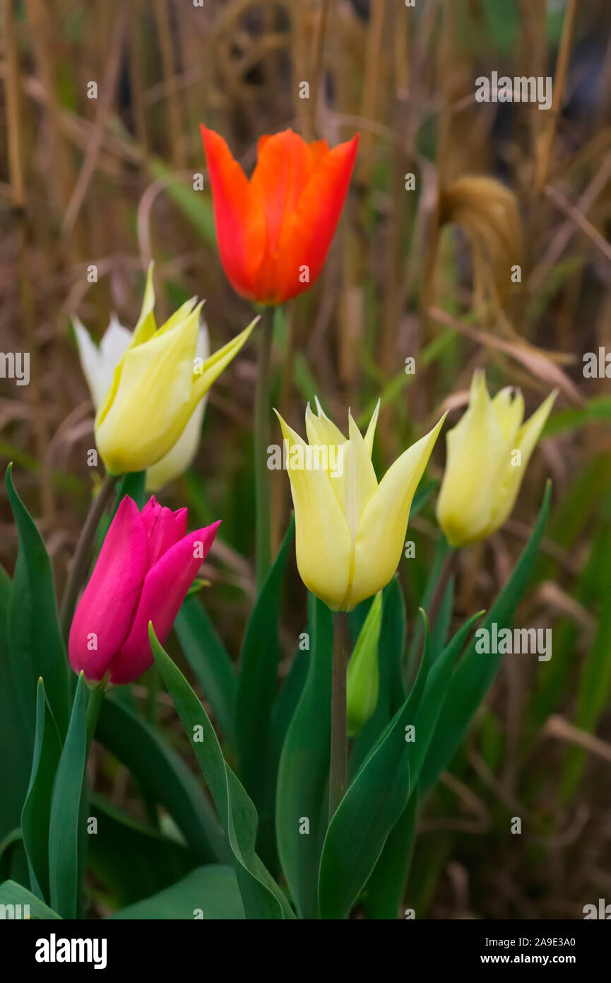 Lily fleur tulipe - Tulipa 'Chic' (6), ballerine et 'Pink' Banque D'Images