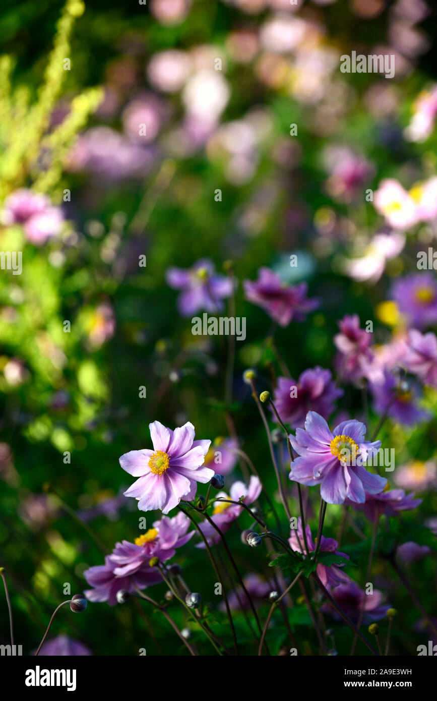 Anemone hupehensis japonica var,fleurs,fleurs de mauve,la floraison,windflower,automne,la fin de l'été,affichage,jardin,chalet,vivaces,vivaces Floral RM Banque D'Images