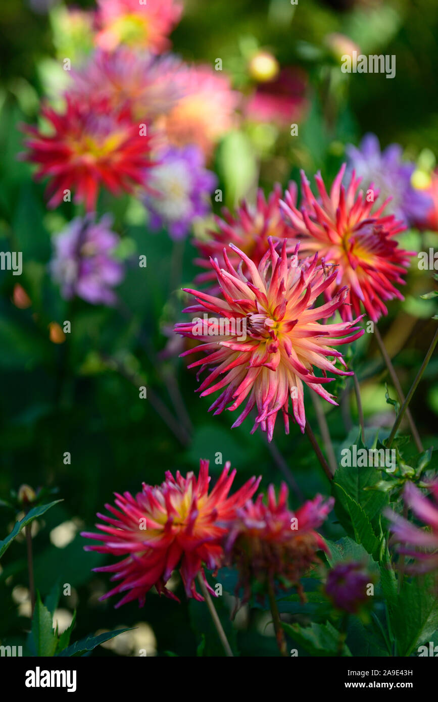 Dinnerplate,Vancouver Dahlia dahlia rose, violet, fleurs,fleurs,fleurs,Fleurs,RM Banque D'Images