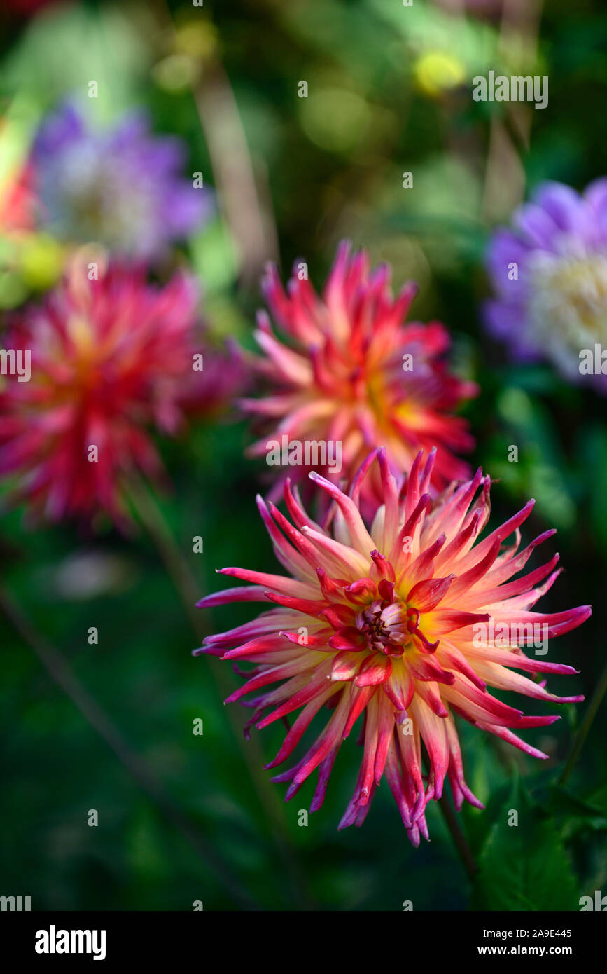 Dinnerplate,Vancouver Dahlia dahlia rose, violet, fleurs,fleurs,fleurs,Fleurs,RM Banque D'Images