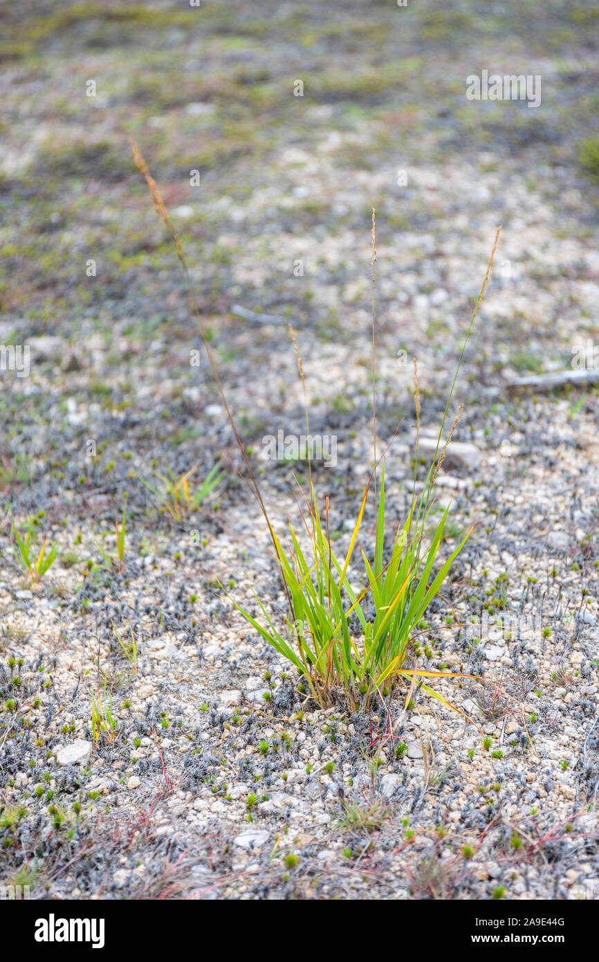 L'Europe, l'ALLEMAGNE, Basse-Saxe, Schleswig-Holstein. Sur le terrain de l'usine de l'Oderteich presque tarie après l'été 2018 dans le parc national de Harz. Banque D'Images