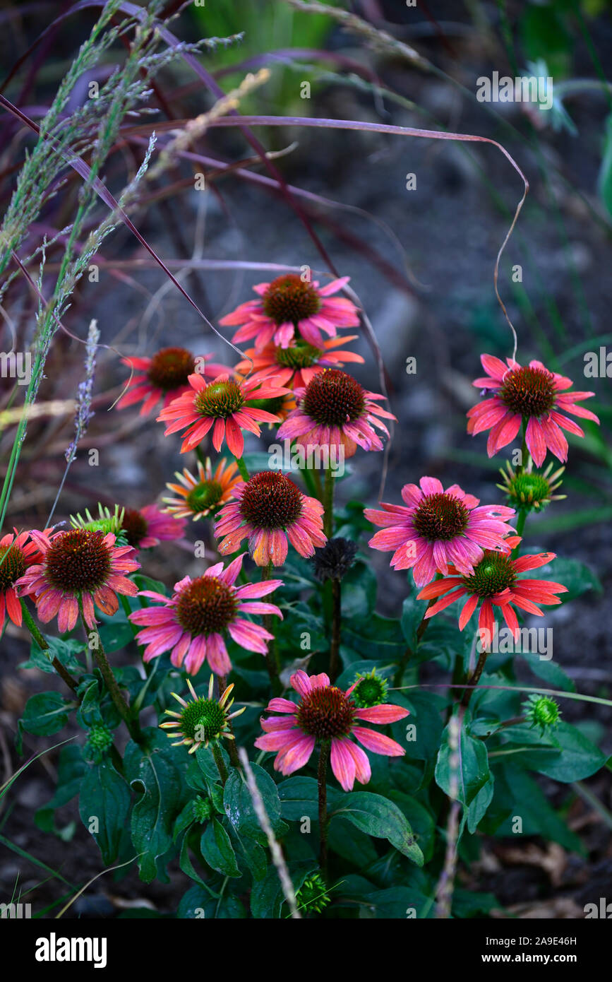 Echinacea purpurea Échinacée Cheyenne Spirit,orange,rose corail,fleurs,fleurs vivaces RM Banque D'Images