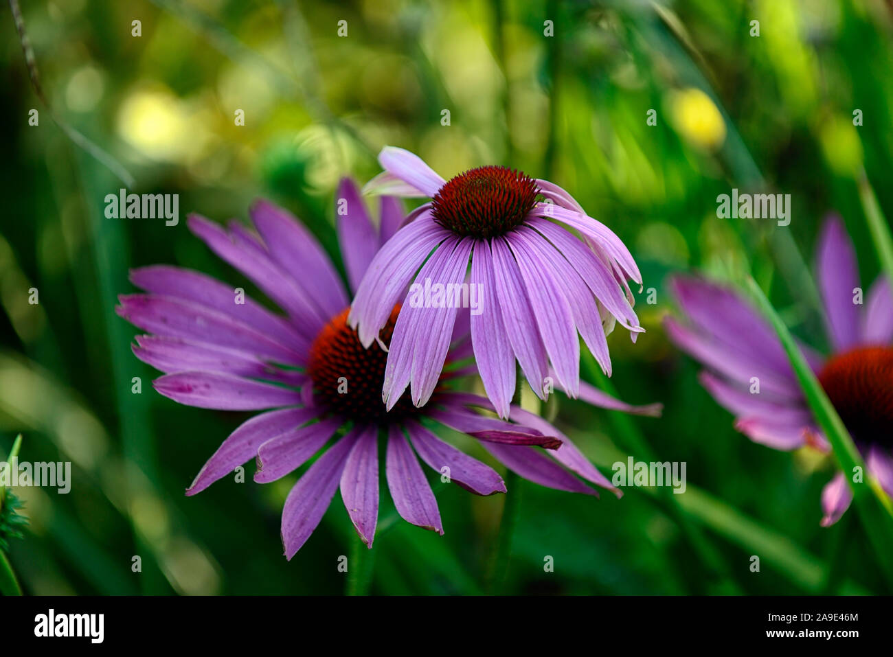 Echinacea purpurea Échinacée,,violet vif-fleurs roses fleurs vivaces,RM, Banque D'Images