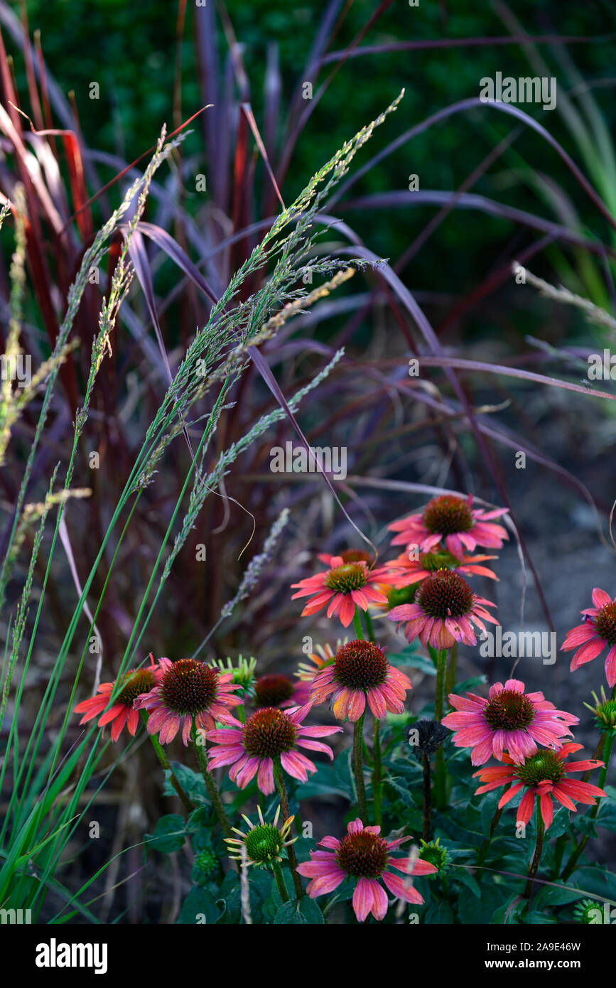 Echinacea purpurea Échinacée Cheyenne Spirit,orange,rose corail,fleurs,fleurs vivaces RM Banque D'Images