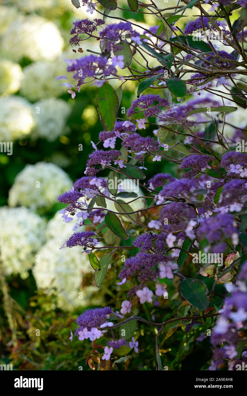 L'Hydrangea aspera Villosa Lacecap,groupe,fleurs,fleurs,fleurs,fleurs,jardin,jardins floraux RM Banque D'Images