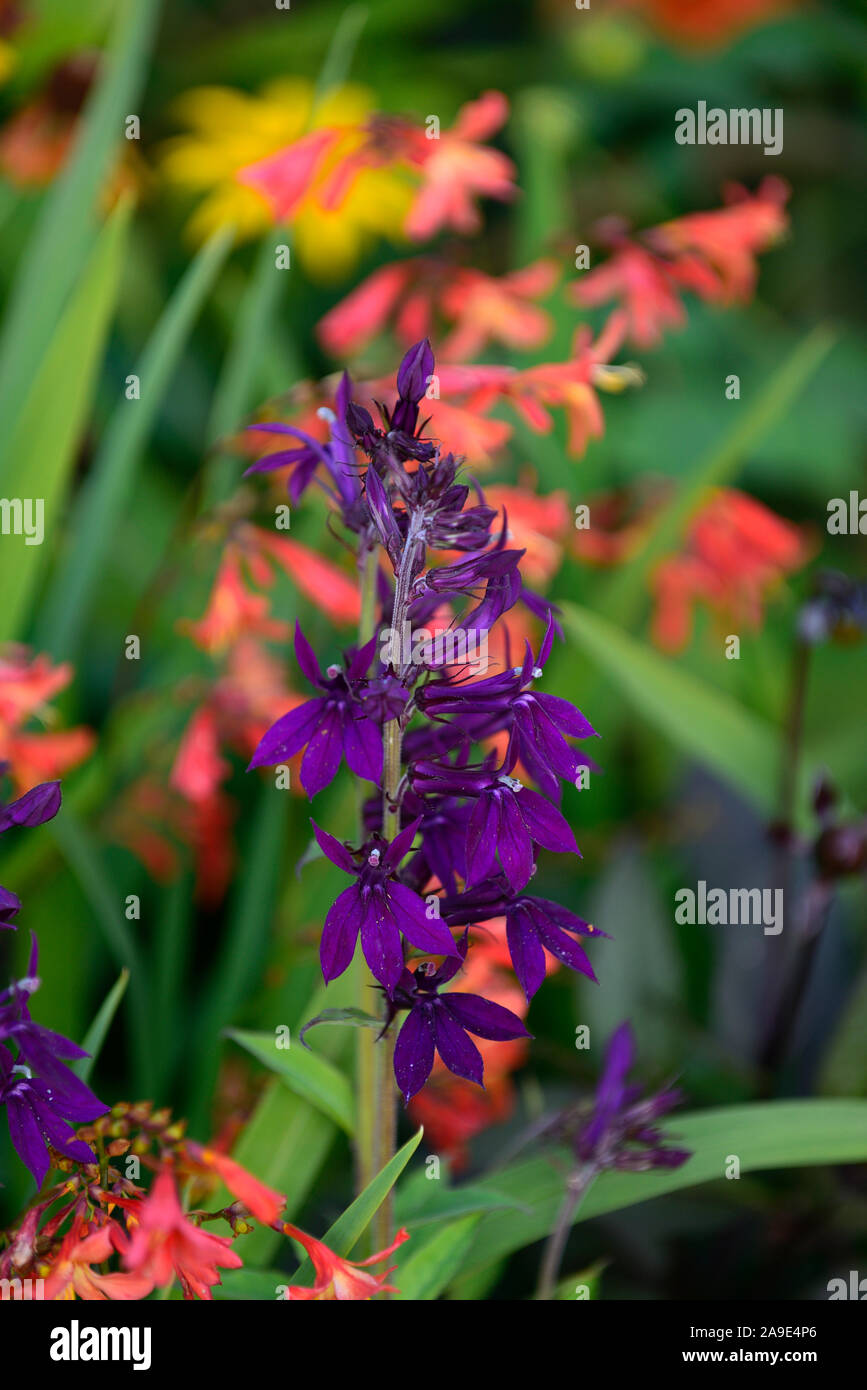 Lobelia,crocosmia, violet, orange, fleurs,fleurs,fleurs,fleurs mixtes RM Banque D'Images