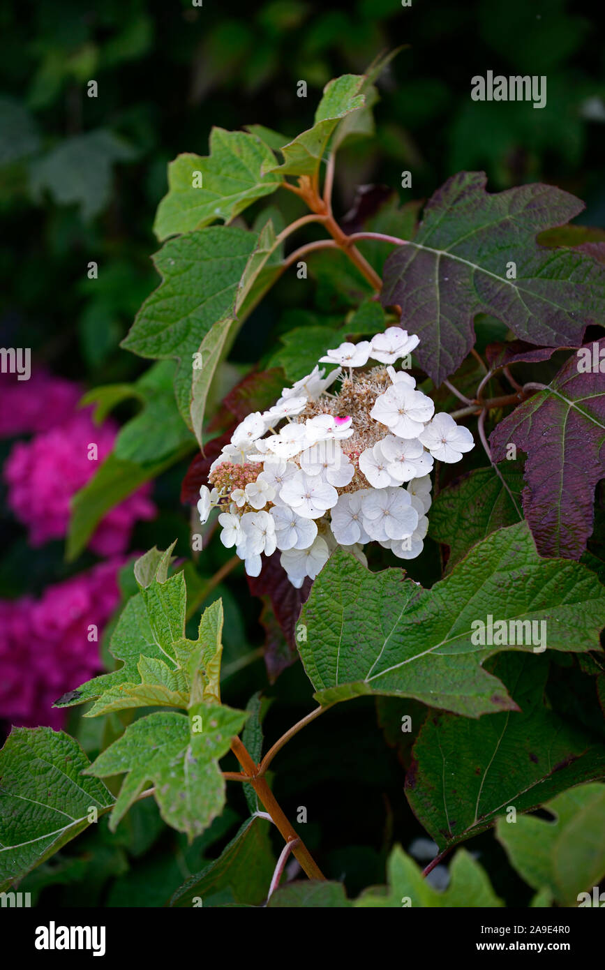 Hydrangea Quercifolia Sikes Dwarf Native Hydrangea