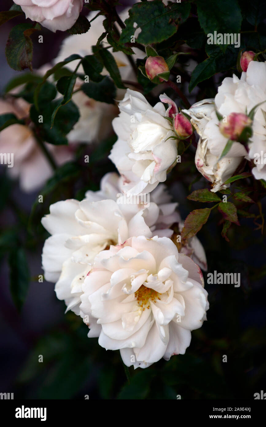 Rosa Susan Williams-Ellis Susan Williams-Ellis,rose,rose,arbustes,roses,blanc,fleurs,fleurs,fleurs floral RM Banque D'Images