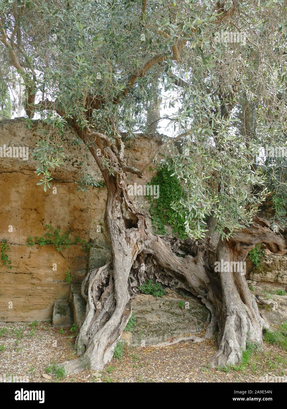 Un vieil olivier Banque D'Images