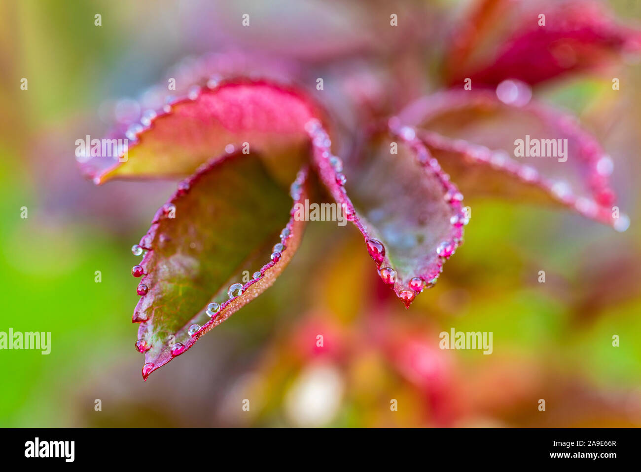 Feuilles de rose avec la rosée du matin, medium close-up Banque D'Images