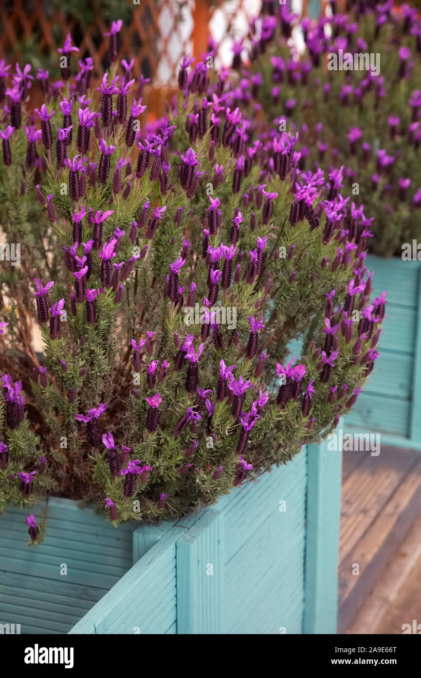 Lavandula stoechas - lavande française utilisée dans des jardinières pour délimiter la frontière de jardin Banque D'Images