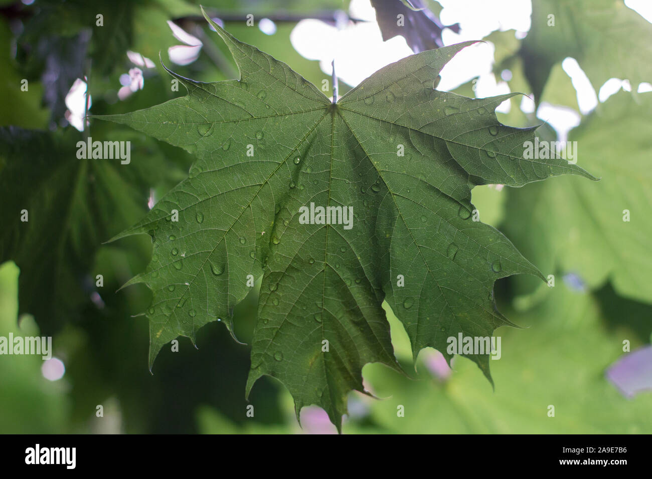 Les feuilles humides, Banque D'Images
